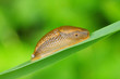 Foto: The Spanish slug ( Arion vulgaris ). Dangerous pest in garden. The Spanish slug ( Arion vulgaris ). Dangerous pest in garden.