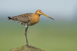Photo: Black tailed godwit Black tailed godwit