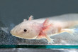 Axolotl