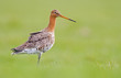 Photo: Black tailed godwit Black tailed godwit