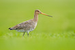Photo: Black tailed godwit Black tailed godwit