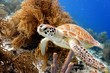 Green Sea Turtle