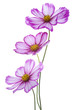 Cosmos Flower
