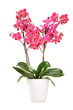 Photo: Pink orchid in a white pot with many flowers Pink orchid in a white pot with many flowers
