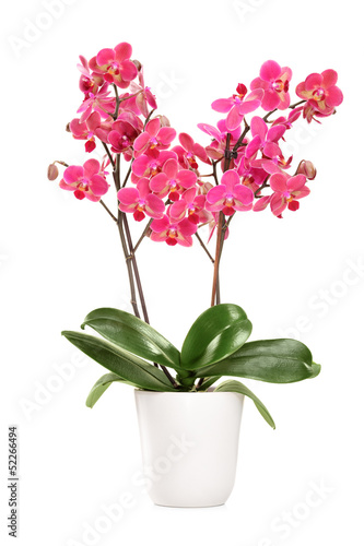 Photo: Pink orchid in a white pot with many flowers Pink orchid in a white pot with many flowers