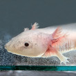 Axolotl