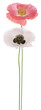 poppy