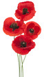 poppy
