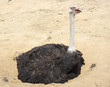 Ostrich - Struthio camelus