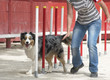 Photo: australian shepherd in agility australian shepherd in agility