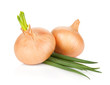 Fresh ripe onion