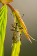 Photo: Phyllobius Phyllobius