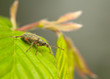 Photo: Phyllobius Phyllobius