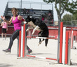 Photo: jumping border collie jumping border collie