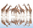Photo: giraffes isolated giraffes isolated