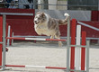 Photo: jumping border collie jumping border collie