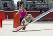 Photo: border collie in agility border collie in agility