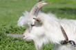 goat in the pasture