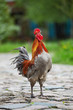 rooster crowing