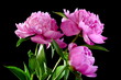 Three pink peony.