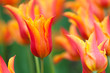 Blühende zweifarbige rot und orangeTulpen