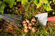 Blumenzwiebeln im Garten, flower bulbs in the garden