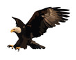 Vektor: Vector illustration of the landing eagle isolated on white. Vector illustration of the landing eagle isolated on white.