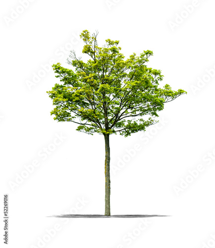 Photo: Arbre sur fond blanc Arbre sur fond blanc