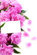 Pink peonies.
