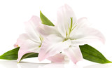 Lily.