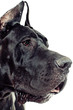 large dog