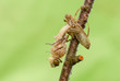 Libellula quadrimaculata