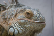 Iguana