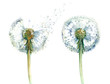 couple od dandelions