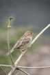 Sparrow