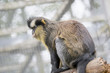 Monkey