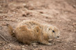 Prarie Dog