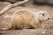 Prarie Dog