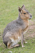 Wallaby