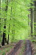 spring forest track