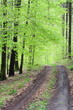 Waldweg im Frühjahr / Rotbuchen im Schönbuch