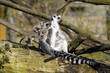 Katta-Familie