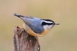 Photo: Red-breasted Nuthatch On A Perch Red-breasted Nuthatch On A Perch