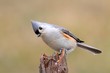 Photo: Bird On A Stick Bird On A Stick