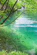 Foto: Fish in pure transparent water of Plitvice lakes Fish in pure transparent water of Plitvice lakes