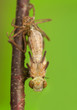 Libellula quadrimaculata