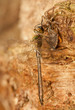 Cordulia aenea