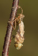 Libellula quadrimaculata