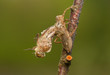 Libellula quadrimaculata