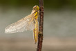 Libellula quadrimaculata